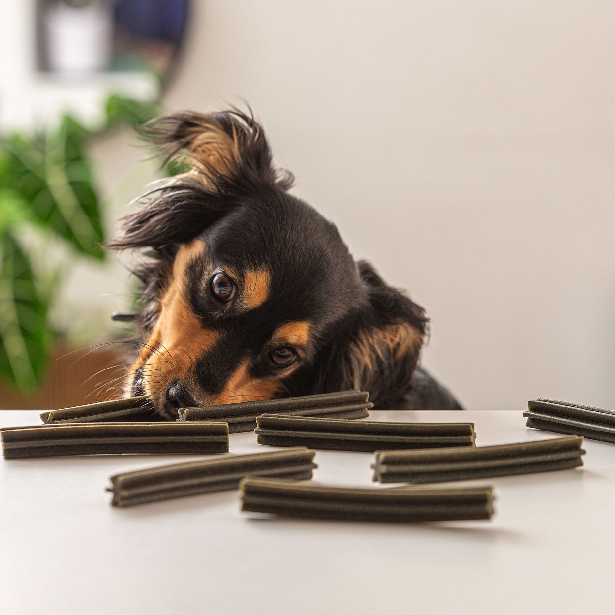 ROMEO Dental Sticks f r Hunde 28 St. g nstig bei ALDI