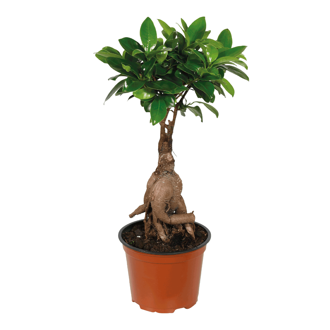 GARDENLINE® Ficus ginseng ou pachira bon marché chez ALDI
