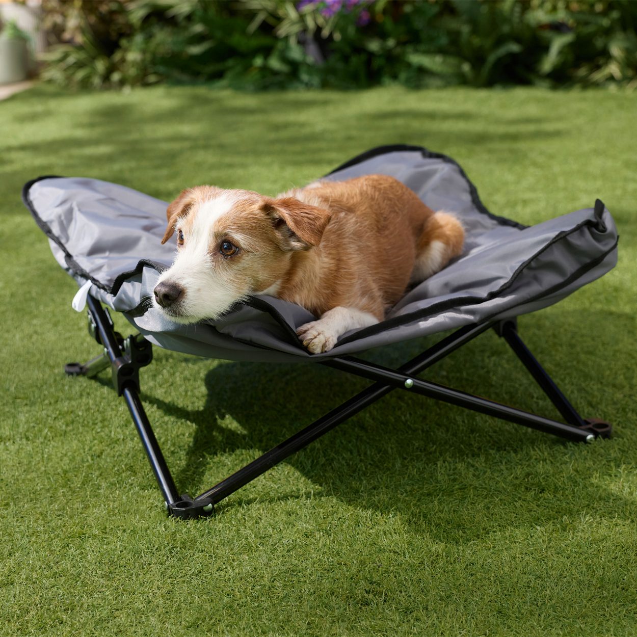 Campingbett fr Hunde ROMEO gnstig bei ALDI
