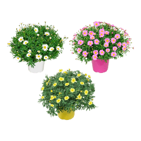 GARDENLINE® Marguerite