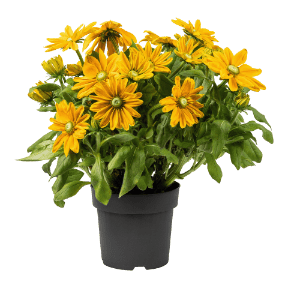 Sunbeckia