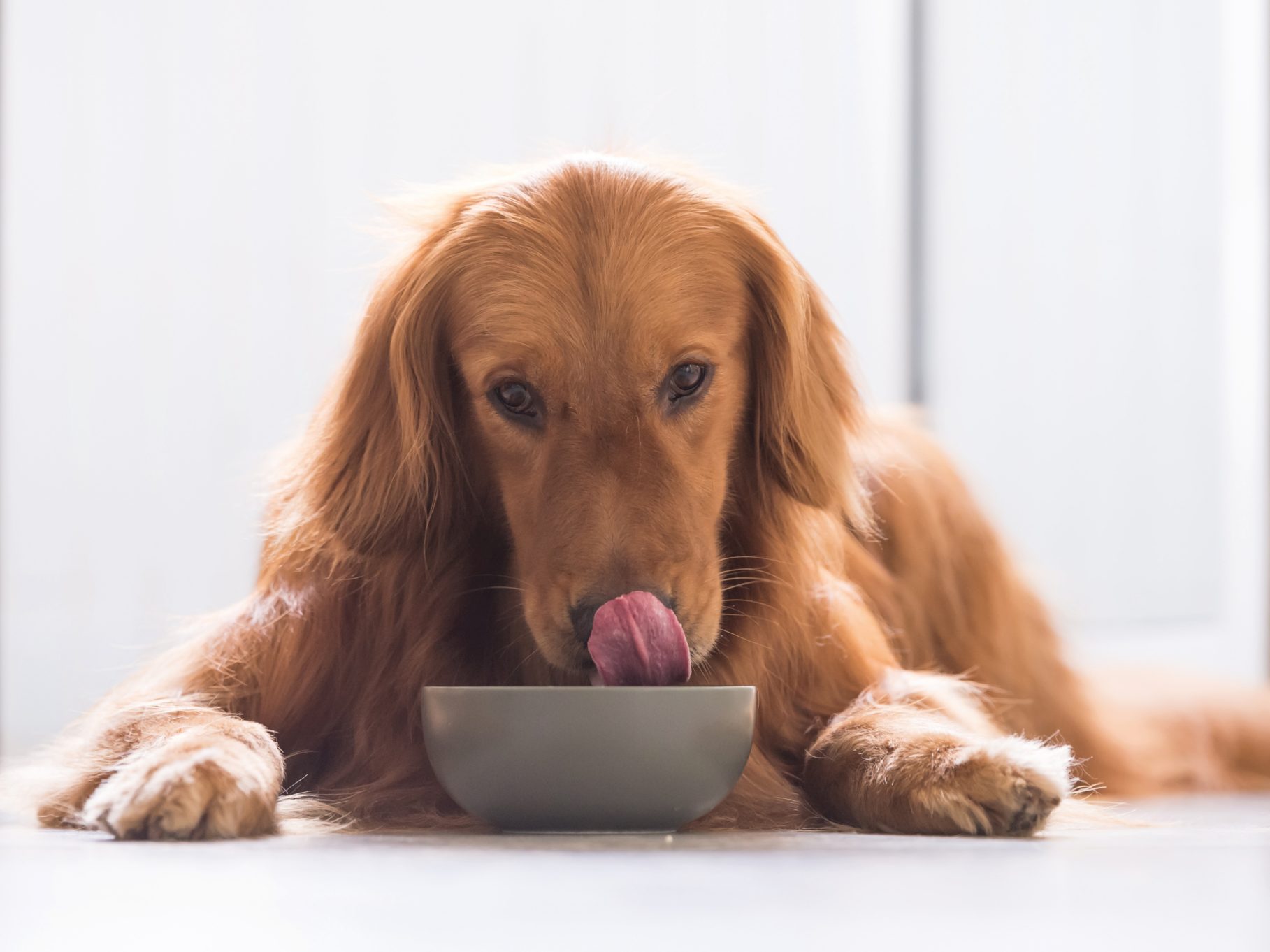 löst sich kauknochen im magen auf Kauknochen für Hunde – magenschonend & vegetarisch