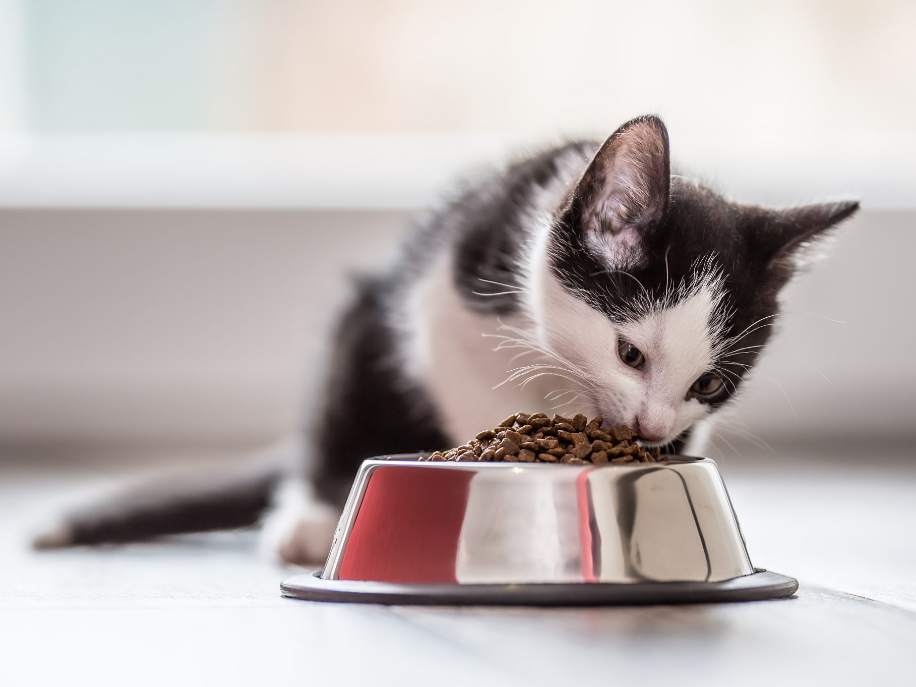 Aldi kitten store